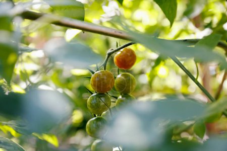 Téléchargez les photos : Tomates mûres sur la branche du buisson - en image libre de droit