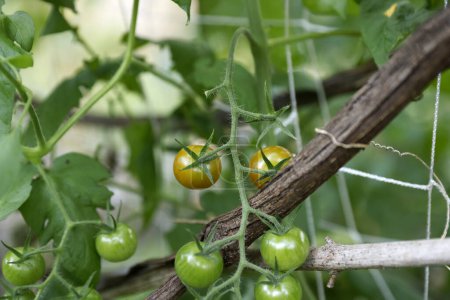 Foto de Tomates verdes colgados en un arbusto - Imagen libre de derechos