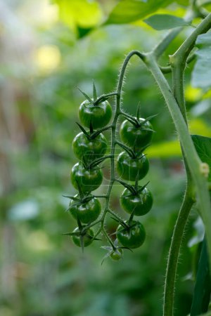 Foto de Tomate verde cereza que crece en el invernadero - Imagen libre de derechos