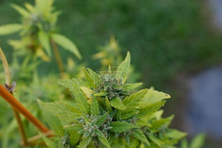 Téléchargez les photos : Vue rapprochée de la plante de cannabis dans le jardin - en image libre de droit