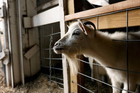 Téléchargez les photos : Chèvre dans la grange. animaux de ferme. - en image libre de droit
