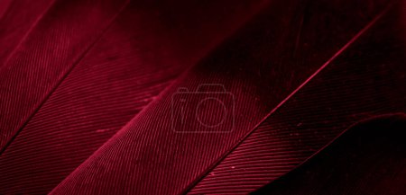 pichón de plumas rojo macro foto. textura o fondo