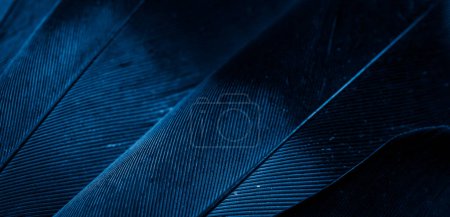 paloma de plumas azul macro foto. textura o fondo