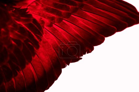 Rote Federtaube Makro-Foto. Textur oder Hintergrund