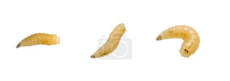 Photo for Fly larvae on a white isolated background - Royalty Free Image