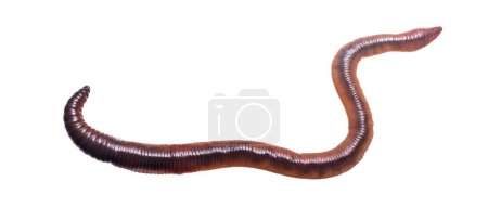 Photo for Lumbricus terrestris on a white isolated background - Royalty Free Image
