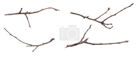 ein welker Zweig auf weißem, isoliertem Hintergrund