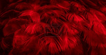Photo for Macro photo of red hen feathers. background or textura - Royalty Free Image