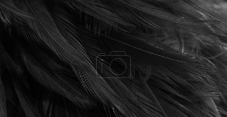 plumes noires avec un motif intéressant. contexte