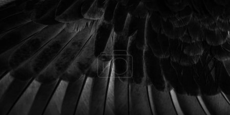 Photo for Black feather pigeon macro photo. texture or background - Royalty Free Image