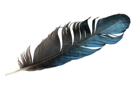 blue and black feather on white isolated background