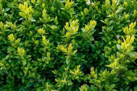 Photo for Green boxwood with visible details. background - Royalty Free Image