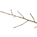 Dry twig on white isolated background