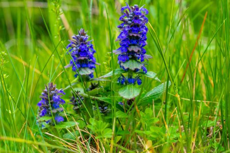 navy blue flowers of the stoloniferous bugle against the background of green leaves