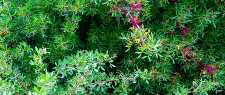 berberis rusthof sobre un fondo de hojas verdes
