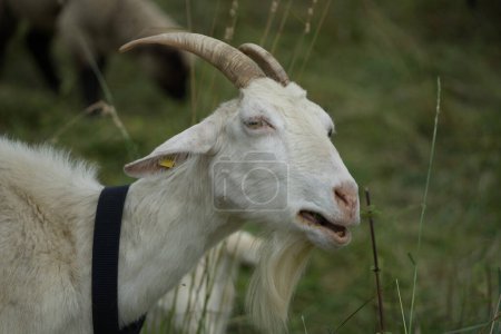 Téléchargez les photos : Une chèvre blanche avec de longues cornes se dresse sur une prairie d'été luxuriante et donne une voix forte, informant son troupeau. Sa longue barbiche oscille dans les airs. - en image libre de droit