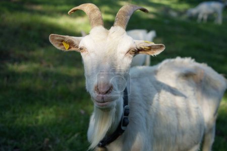Photo for An imposing billy goat with curved horns and a long goatee looks at the viewer - Royalty Free Image