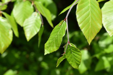 Junge Blätter der Buche, Fagus, grüner Zweig mit Blättern, Nahsicht auf natürlichen Hintergrund