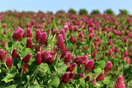 Purple clover, incarnate flowering in a field, meadow, bees on flowers, close-up view