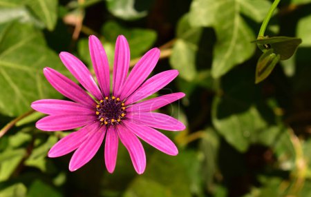 Photo for Osteospermum fruticosum, pink flower, close-up view of natural background - Royalty Free Image