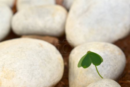 Foto de Planta de acedera de dama rastrera, Oxalis corniculata, vista de cerca, piedras blancas, guijarros en el fondo - Imagen libre de derechos