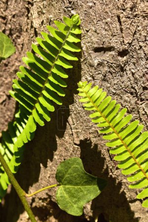 Téléchargez les photos : Fougère verte, Nephrolepis cordifolia sur fond naturel, vue rapprochée - en image libre de droit