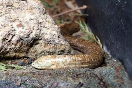 Foto de Vista parcial de un lagarto salvaje adulto europeo sin patas (Pseudopus apodos) sobre una roca - Imagen libre de derechos