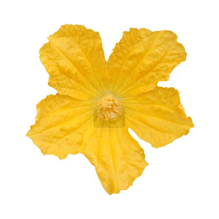 Téléchargez les photos : Coupe contour jaune fleur éponge gourde - en image libre de droit