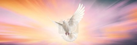 Téléchargez les photos : One White Dove liberté ailes volantes sur fond transparent symbole de la Journée internationale de la paix, Saint-Esprit de Dieu dans la religion chrétienne concept ciel - en image libre de droit