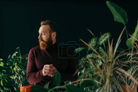 Photo for Bearded man in burgundy jumper looking away near plants isolated on black - Royalty Free Image