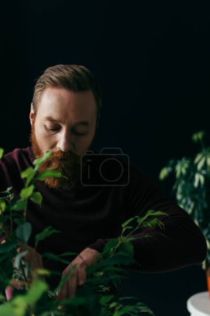 Bärtiger Mann im Pullover blickt auf verschwommene grüne Pflanze, vereinzelt auf schwarz 