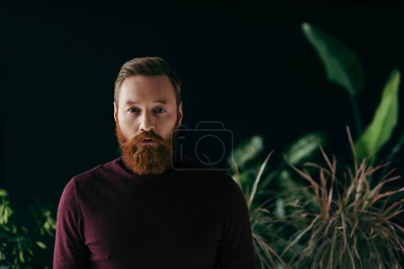 Foto de Hombre barbudo en jersey de color burdeos mirando a la cámara cerca de plantas borrosas aisladas en negro - Imagen libre de derechos
