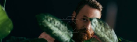 Téléchargez les photos : Homme barbu regardant la caméra près des plantes vertes floues isolées sur noir, bannière - en image libre de droit