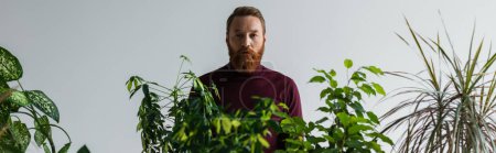 Stylish and bearded model standing near plants isolated on grey, banner 