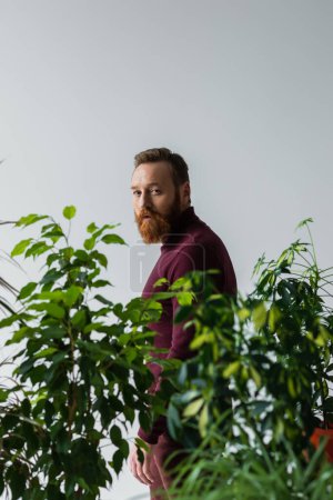 Téléchargez les photos : Homme barbu regardant la caméra près des plantes vertes avec des feuilles floues isolées sur gris - en image libre de droit