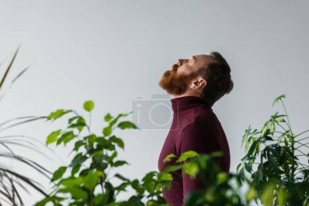Photo for Side view of bearded model in turtleneck standing behind plants isolated on grey - Royalty Free Image