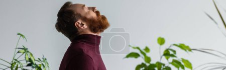 Photo for Side view of bearded model in turtleneck standing behind plants isolated on grey, banner - Royalty Free Image