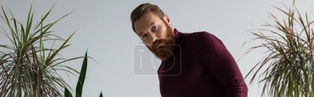 Photo for Bearded man looking at camera near different plants isolated on grey, banner - Royalty Free Image