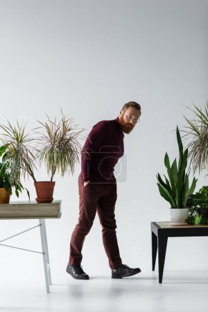 Photo for Full length of bearded man in eyeglasses standing with hands in pockets near different plants in flowerpots on grey - Royalty Free Image