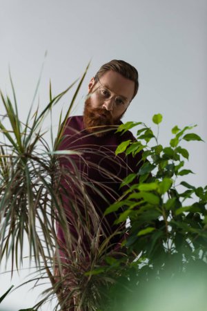 homme barbu dans des lunettes debout et regardant la caméra près des plantes vertes sur gris 