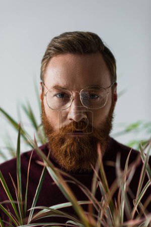 homme barbu en lunettes regardant la caméra près de la plante floue sur le premier plan flou sur gris 