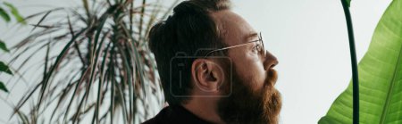 Photo for Side view of bearded man in eyeglasses looking away near green tropical plants on grey, banner - Royalty Free Image