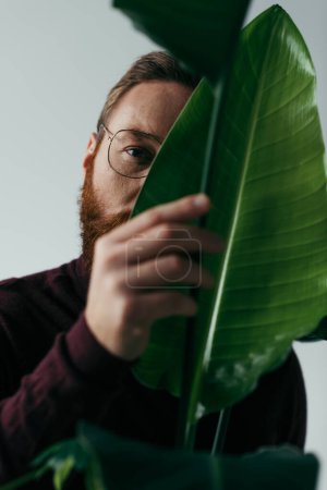 partial view of bearded man in eyeglasses touching green tropical leaf isolated on grey 
