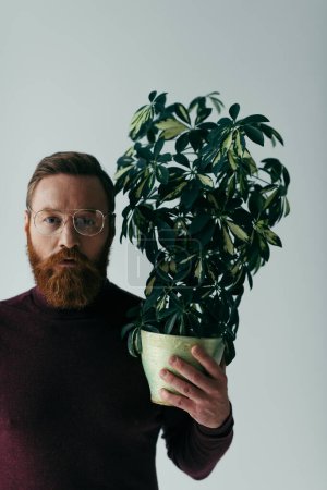 homme barbu à lunettes tenant plante avec des feuilles vertes en pot de fleurs isolé sur gris