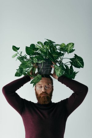 bearded man in eyeglasses holding green plant in flowerpot above head isolated on grey