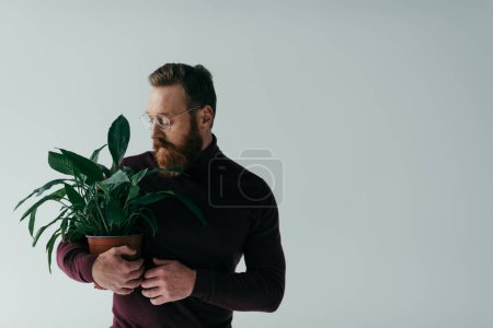 bärtiger Mann mit Brille und weinrotem Rollkragen hält grüne Pflanze im Blumentopf isoliert auf grau