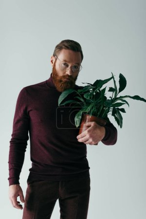 barbu homme à lunettes et couleur bordeaux col roulé tenant plante en pot isolé sur gris