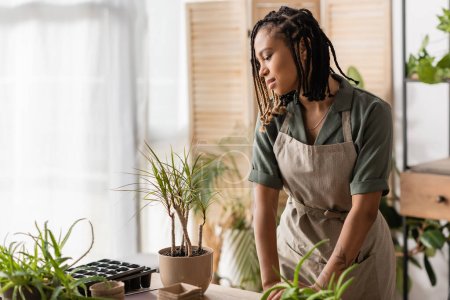young african american florist in apron looking at potted plants in flower shop