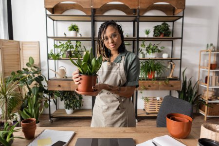 young and stylish african american florist in eyeglasses holding potted plant and looking at camera near desk in shop