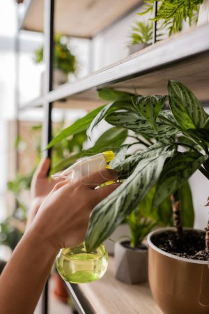 Téléchargez les photos : Vue recadrée du fleuriste afro-américain pulvérisant des feuilles de plante naturelle verte dans le magasin de fleurs - en image libre de droit